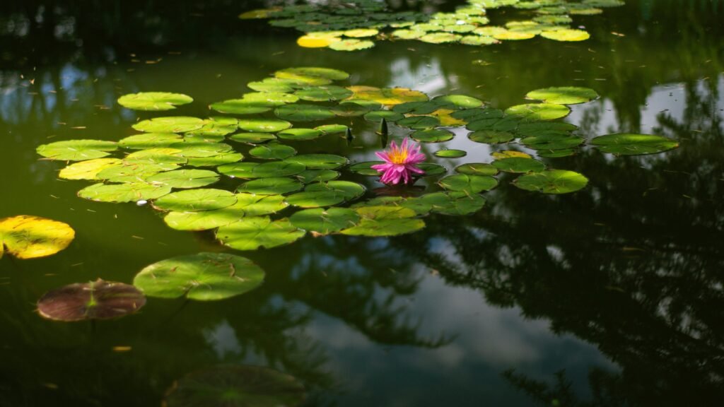 a pink flower floating on top of a body of water